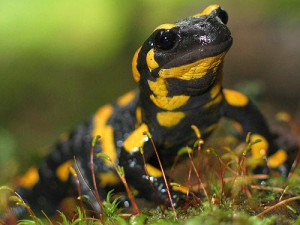 Salamandra Plamista